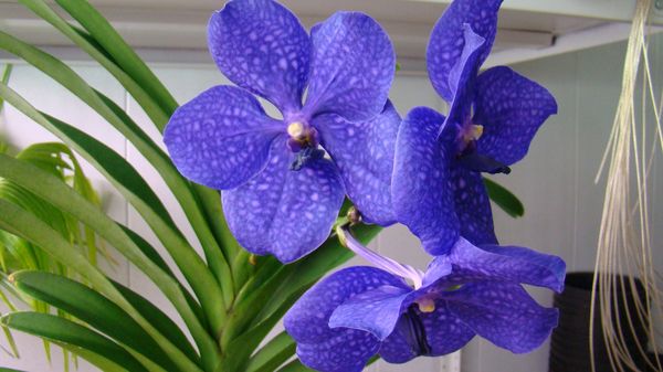 Орхидея Ванда принадлежит к эпифитным растениям