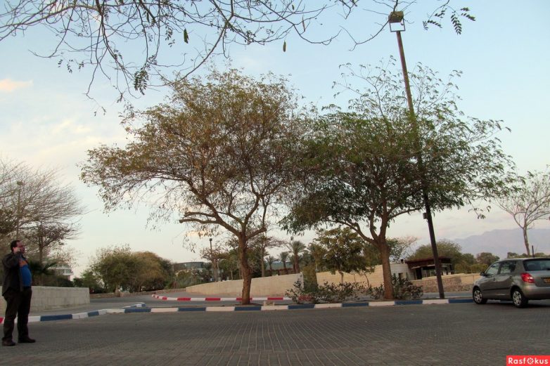 Израиль — страна-пустыня? Нет, страна-сад! Израиль — страна-пустыня? Нет, страна-сад!