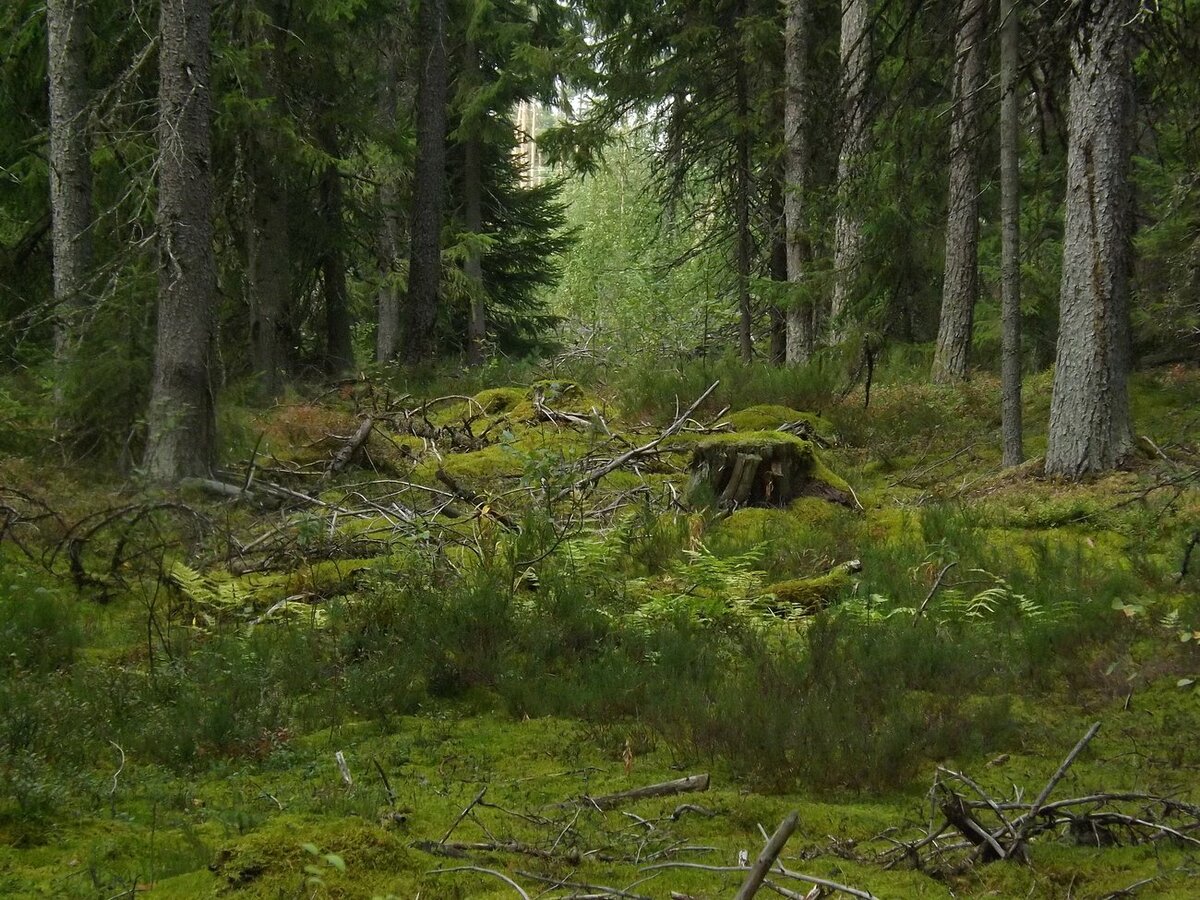 Жуткое место. Случайное фото