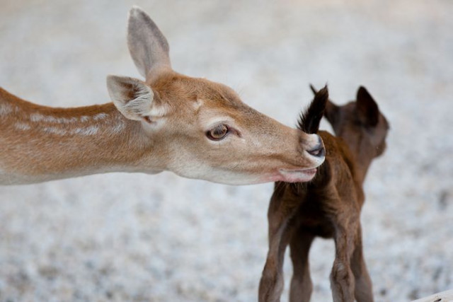 Фотография: От этих фото на душе становится теплей №15 - BigPicture.ru