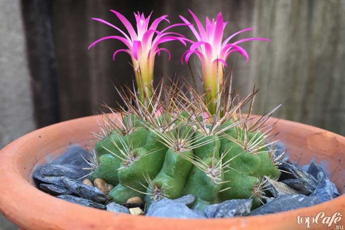 Эхинокактусы (echinocactus)