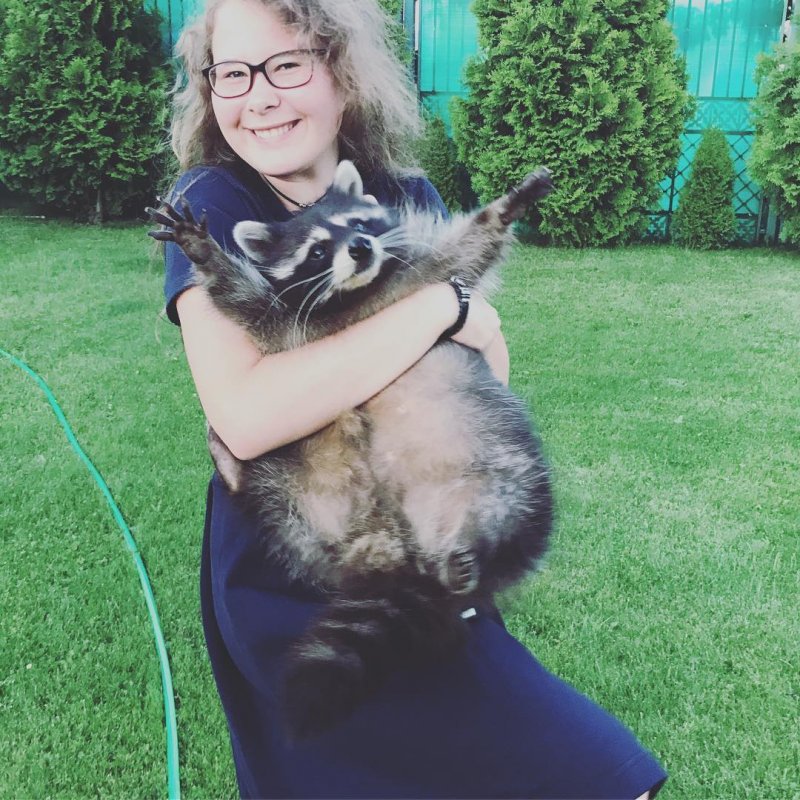 Каждое фото этого домашнего енота можно разбирать на мемы instagram, домашний енот, енот