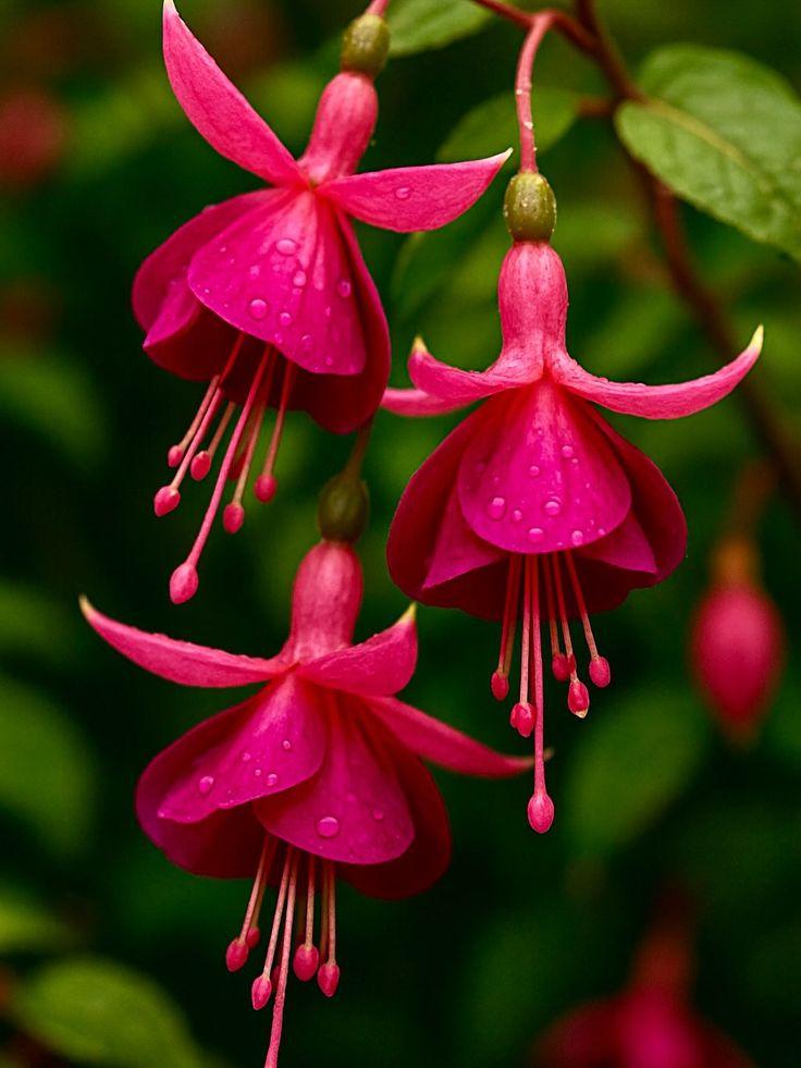 Какие цветы посадить на даче, если у вас много солнца или много тени растение, грунт, стоит, любит, можно, цветы, лучше, почву, высаживать, хорошо, переносит, только, когда, заморозков, требует, нужно, выращивают, цветет, рекомендуется, поэтому