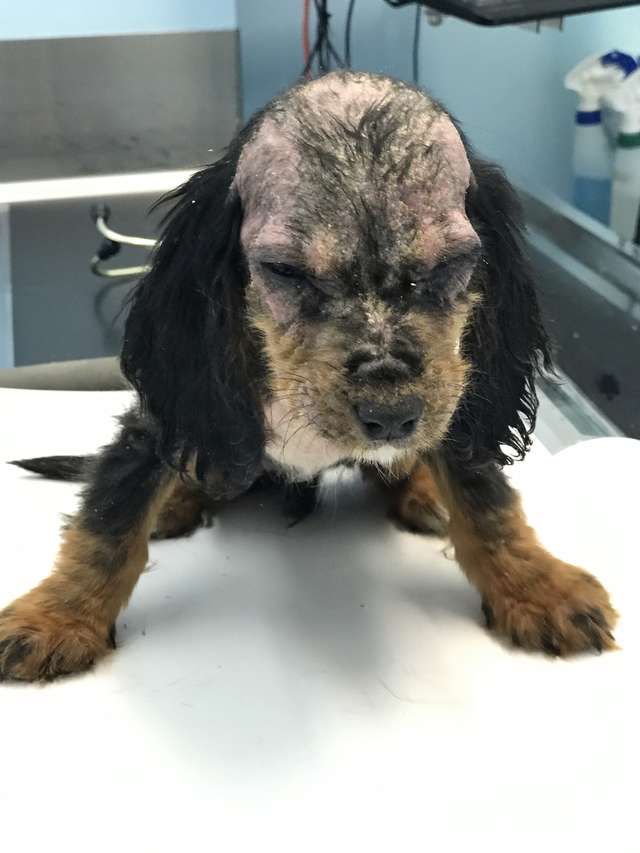 щенок в больнице