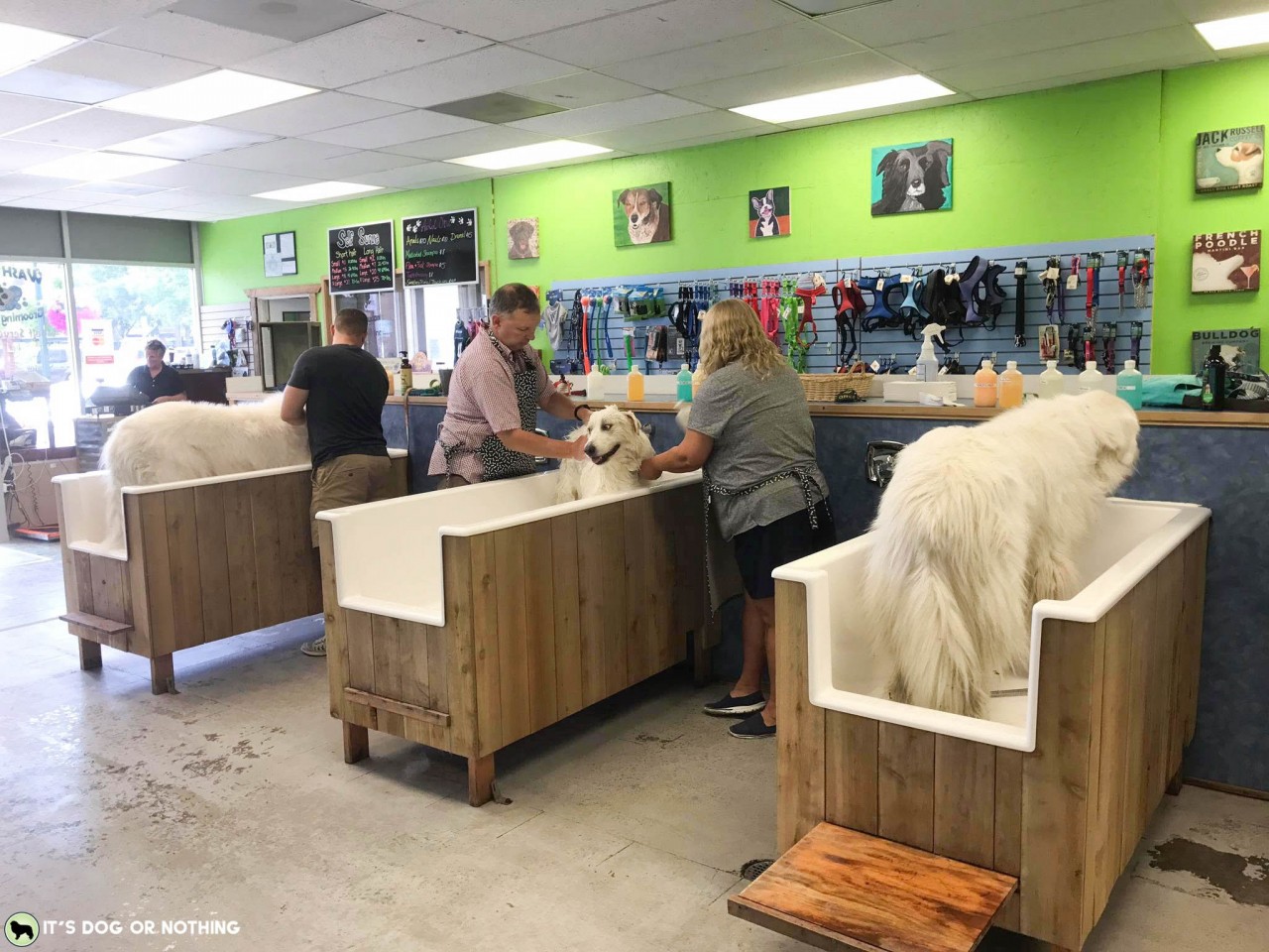 Pacific Northwest winters are rough, y'all. Keeping my Great Pyrenees clean and white is a daily struggle. I hate bathing them frequently because it isn't good for their fur, but they need sprucing! That's why I'm loving Rufus & Coco's Water Free Wash. #whatadogwants #petsmartgrooming #newtopetsmart #rufusandcoco #naturallyaustralian #feellikeashowdog