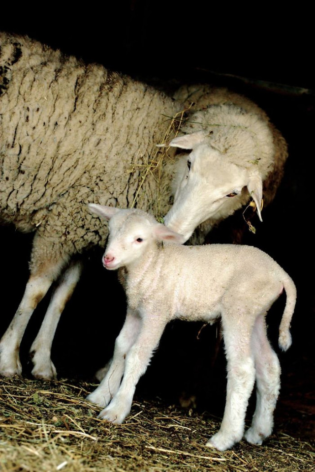 Фотография: От этих фото на душе становится теплей №8 - BigPicture.ru