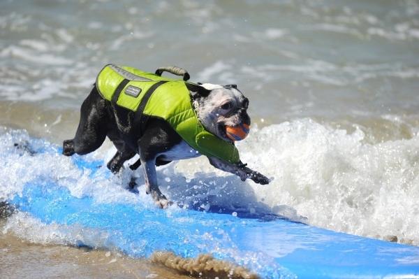 Ежегодный конкурс собак-серфингистов «Surf City Surf Dog»