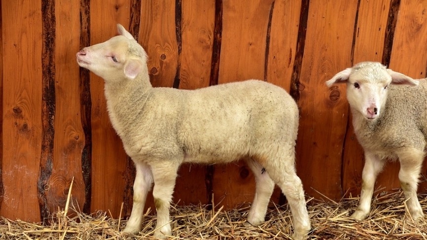 Удар молнии разом убил 530 овец в Грузии