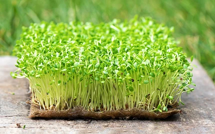 Как вырастить микрозелень в домашних условиях: 7 способов нужно, микрозелень, можно, чтобы, может, необходимо, семена, ростки, емкость, вырастить, будет, хорошо, этого, рассада, проращивания, растения, влажности, Лучше, рассады, часов