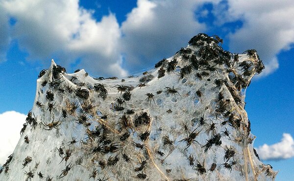 Паук-волк: Конец Света всегда начинается в Австралии Австралия,животные,интересное,паук-волк,природа