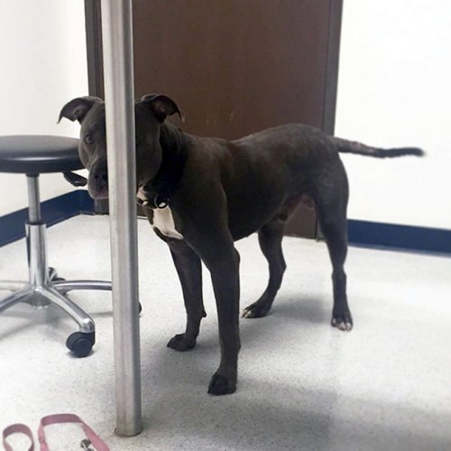 20 драматических фотографий с собаками, которых привезли к ветеринару 