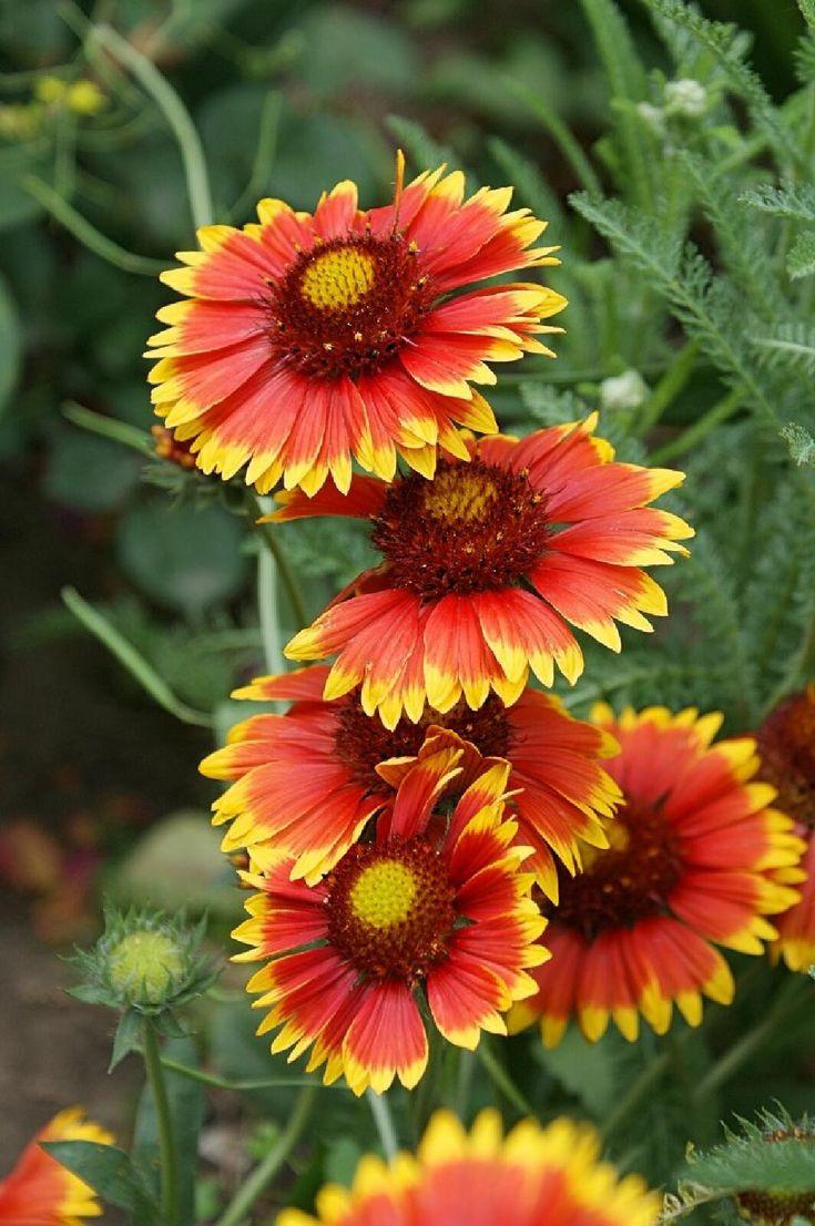 Какие цветы посадить на даче, если у вас много солнца или много тени растение, грунт, стоит, любит, можно, цветы, лучше, почву, высаживать, хорошо, переносит, только, когда, заморозков, требует, нужно, выращивают, цветет, рекомендуется, поэтому