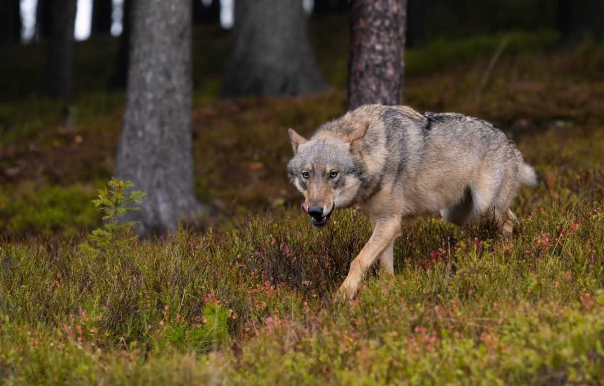 Что делать, если встретил волка в лесу