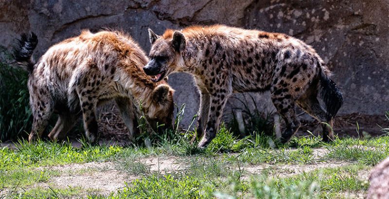 6 животных, которые умеют менять свой пол гендер,животные,жизнь,планета,природа,странности