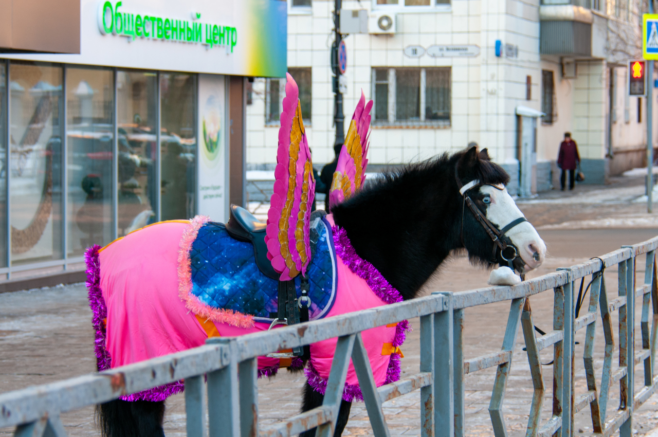 Pony москва. Пони напал на человека. Пони в Московском зоопарке фото. Атака пони Самара группа.