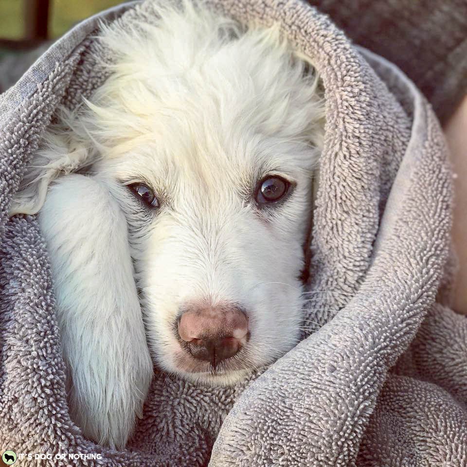 Pacific Northwest winters are rough, y'all. Keeping my Great Pyrenees clean and white is a daily struggle. I hate bathing them frequently because it isn't good for their fur, but they need sprucing! That's why I'm loving Rufus & Coco's Water Free Wash. #whatadogwants #petsmartgrooming #newtopetsmart #rufusandcoco #naturallyaustralian #feellikeashowdog