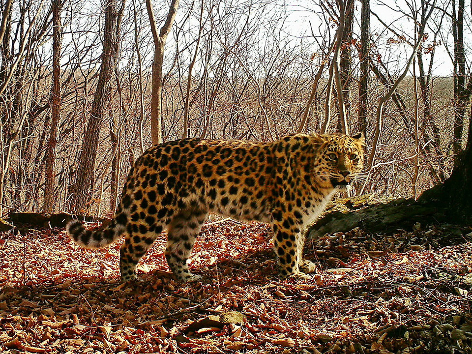 Досье на леопарда. Где живут самые редкие большие кошки планеты прозаповедник