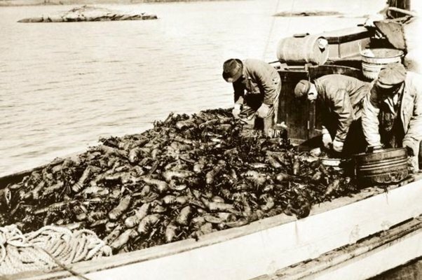 Почему омары всего 100 лет назад считались пищей бедняков?