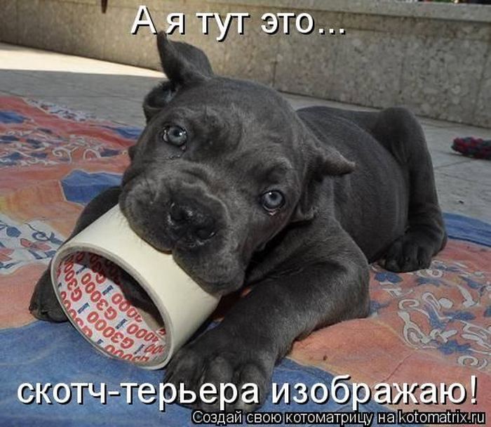 Картинки смешные собаки со словами, праздник открытки