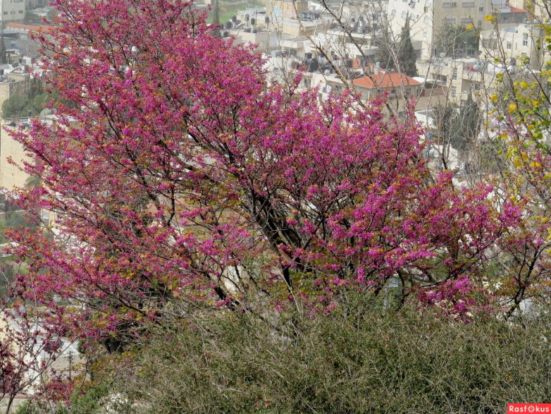 Израиль — страна-пустыня? Нет, страна-сад! Израиль — страна-пустыня? Нет, страна-сад!