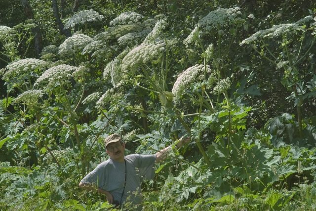 Выращивание борщевика Сосновского (Heracleum sosnowskyi) или отсутствие мер борьбы может привести к штрафам. © asergeev  
