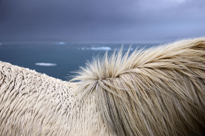 Густая шерсть и грива исландской лошади – отличная защита от воды и холода.