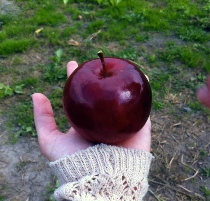 Идеальное яблоко. | Фото: Joe Monster.