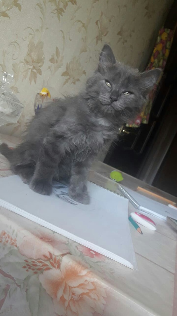 Марсик, которому повезло Марсик, которому повезло