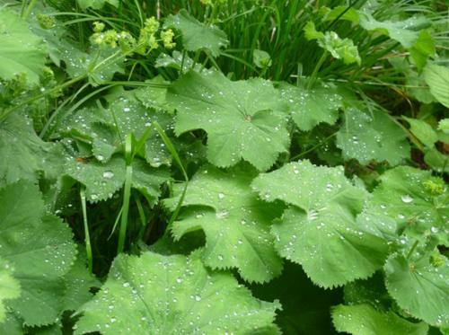 У манжетки множество говорящих народных названий: приворотень, горлянка, родимая, сердечная.