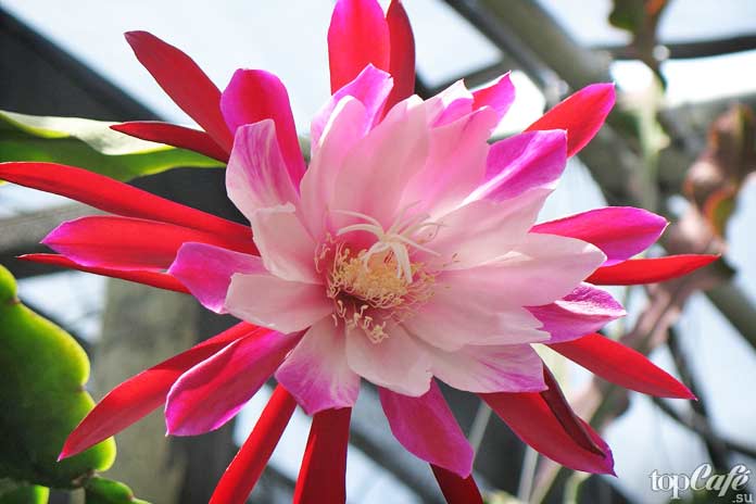 Красивые цветущие кактусы: Epiphyllum