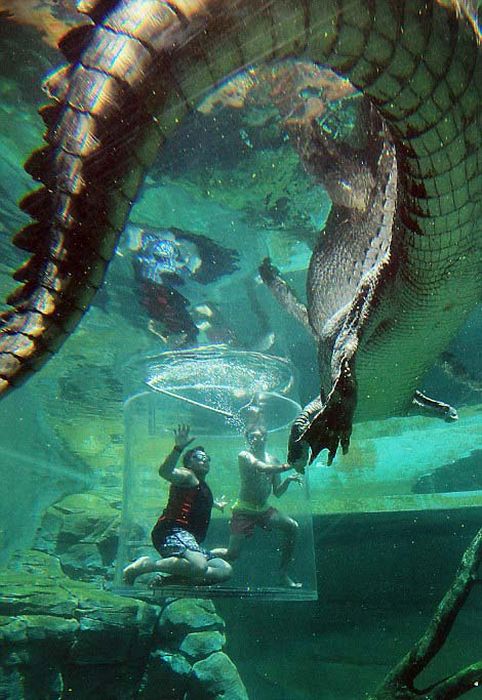 Экстремальный аттракцион в Австралии Crocosaurus, аттракцион, около, бассейн, рептилий, также, минут, крокодилов, Длительность, крокодилом, крокодилами, можете, больших, относительно, смерти», которой, самых, должен, посетитель, каждый