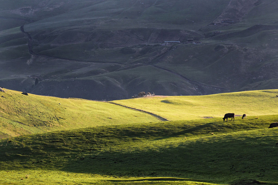 🐂 by Whr  on 500px.com