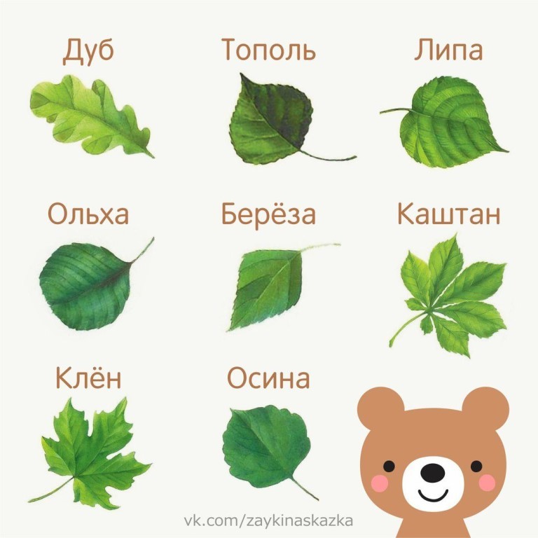 направлен названия листов в картинках под дружным