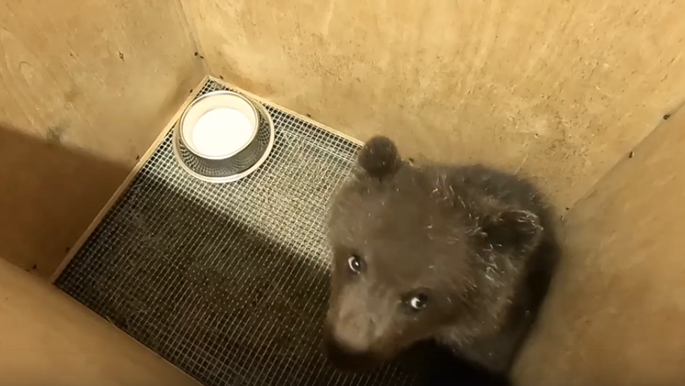 В Тверскую область привезли спасенную в Новосибирске медведицу