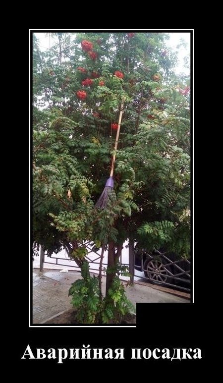 Весёлые картинки в чёрной рамке 