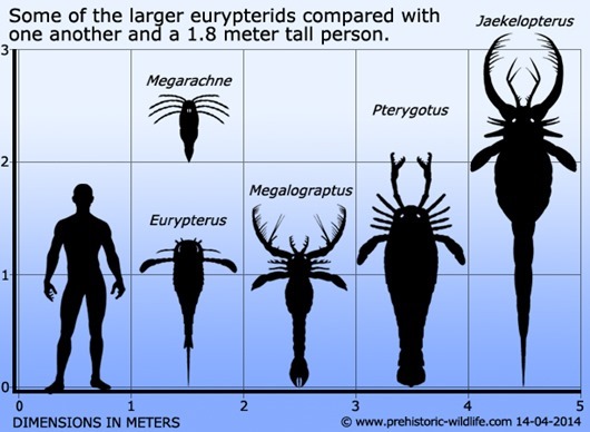 large-eurypterid-size-comparison