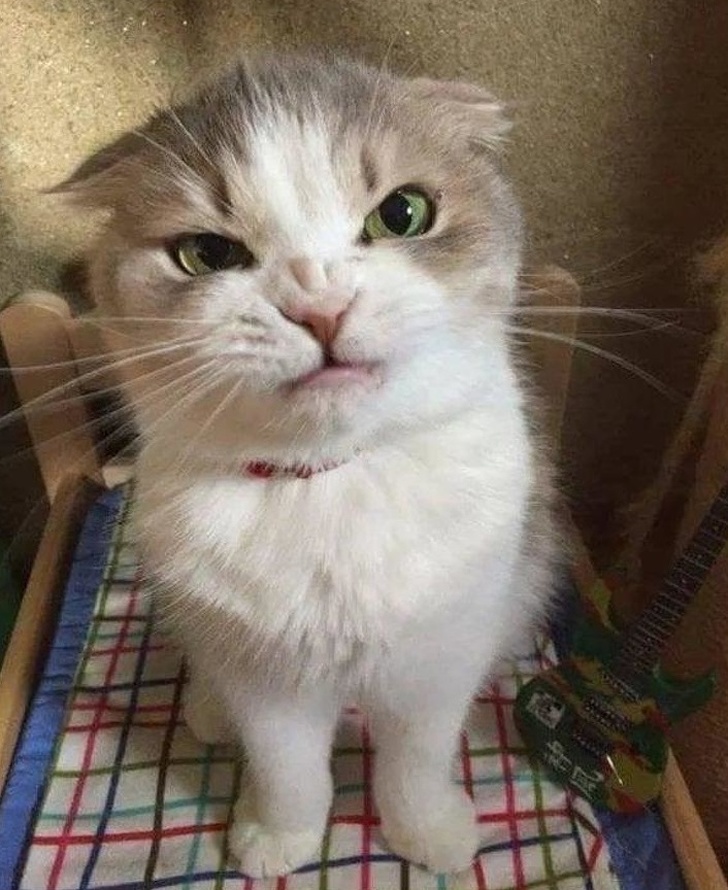 25 животных, которые пытались разозлиться, но заставили нас умилиться вместо этого 25 животных, которые пытались разозлиться, но заставили нас умилиться вместо этого