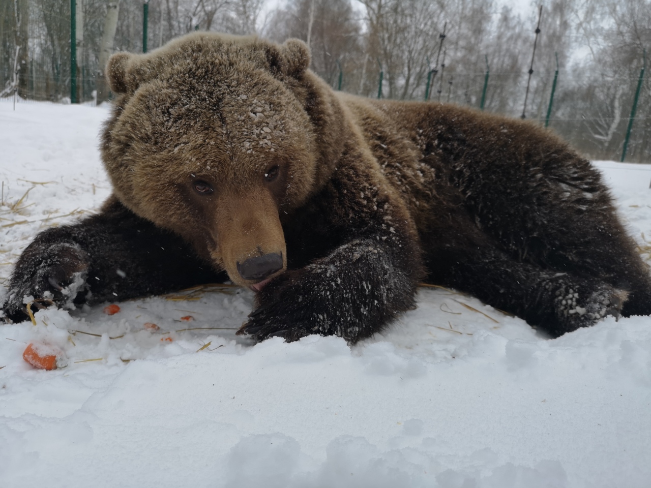 Якутия медведь атаковал