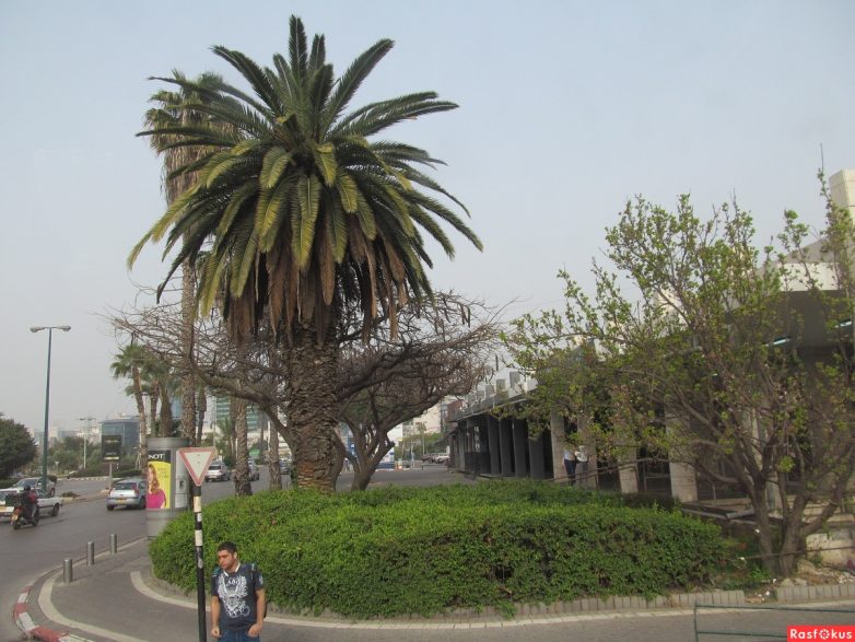 Израиль — страна-пустыня? Нет, страна-сад! Израиль — страна-пустыня? Нет, страна-сад!