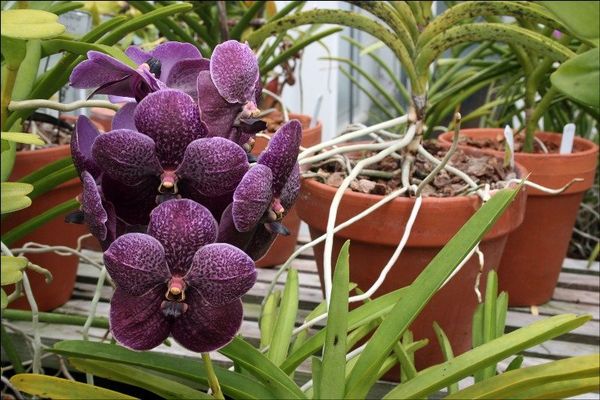 Встречается около 50 видов рода орхидея Ванда