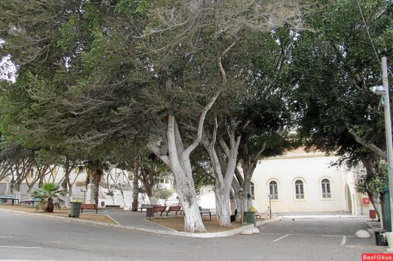 Израиль — страна-пустыня? Нет, страна-сад! Израиль — страна-пустыня? Нет, страна-сад!