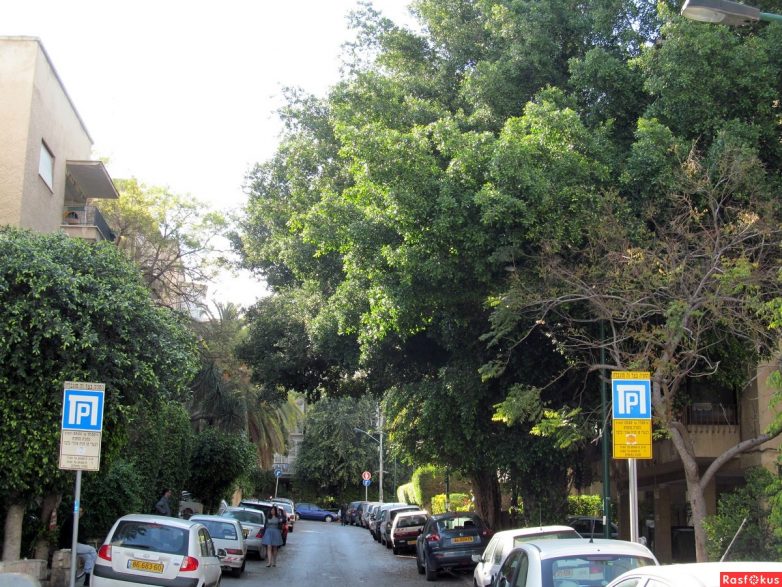 Израиль — страна-пустыня? Нет, страна-сад! Израиль — страна-пустыня? Нет, страна-сад!