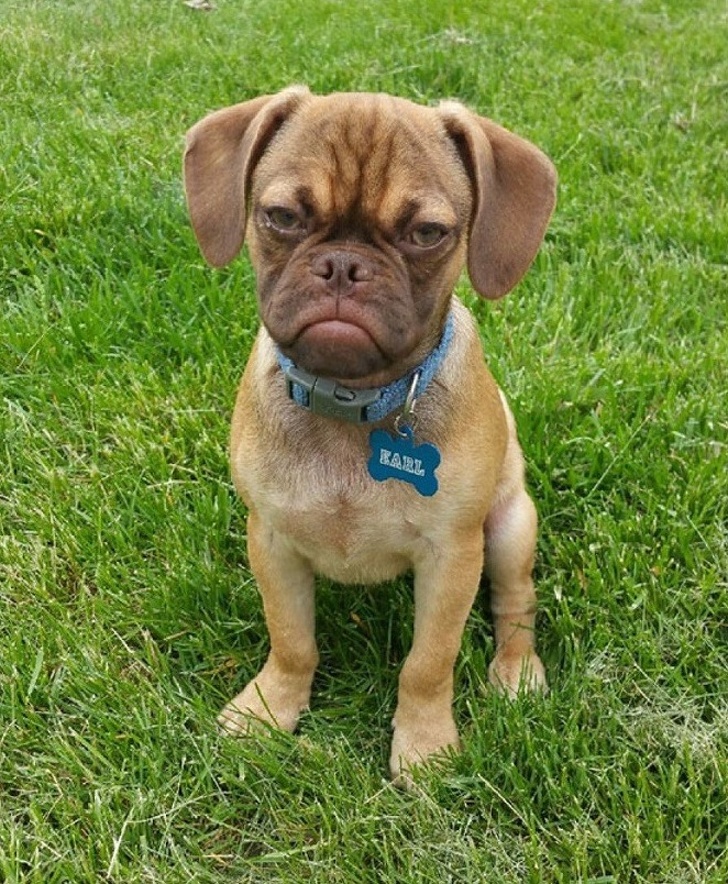 25 животных, которые пытались разозлиться, но заставили нас умилиться вместо этого 25 животных, которые пытались разозлиться, но заставили нас умилиться вместо этого