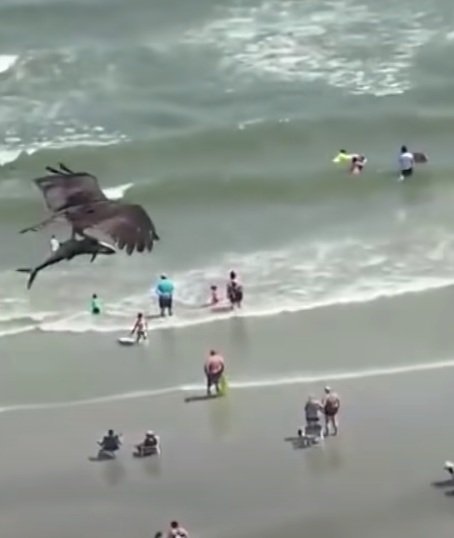 Огромная птица поймала «акулу» у побережья США