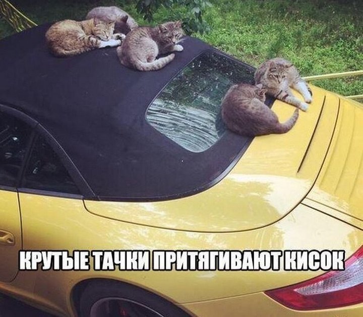 Очередная коллекция шуток для вашего настроения Очередная коллекция шуток для вашего настроения картинки