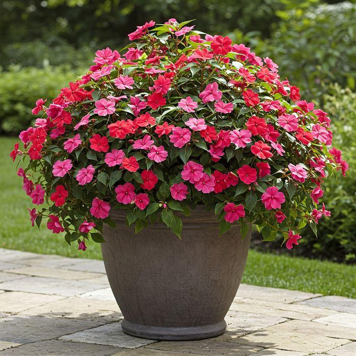 Какие цветы посадить на даче, если у вас много солнца или много тени растение, грунт, стоит, любит, можно, цветы, лучше, почву, высаживать, хорошо, переносит, только, когда, заморозков, требует, нужно, выращивают, цветет, рекомендуется, поэтому