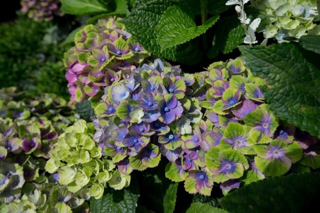 Гортензия крупнолистная «Мэджикал Аметист» (Hydrangea macrophylla ‘Magical Amethyst’). © wimbledon  
