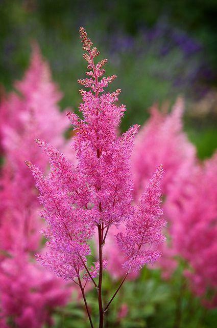Какие цветы посадить на даче, если у вас много солнца или много тени растение, грунт, стоит, любит, можно, цветы, лучше, почву, высаживать, хорошо, переносит, только, когда, заморозков, требует, нужно, выращивают, цветет, рекомендуется, поэтому