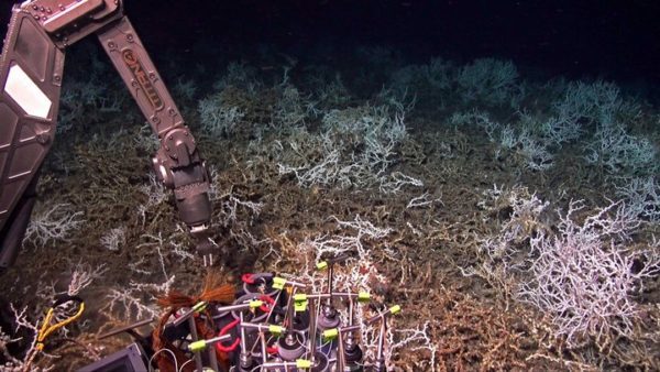 Ученые обнаруживают гигантский глубоководный коралловый риф