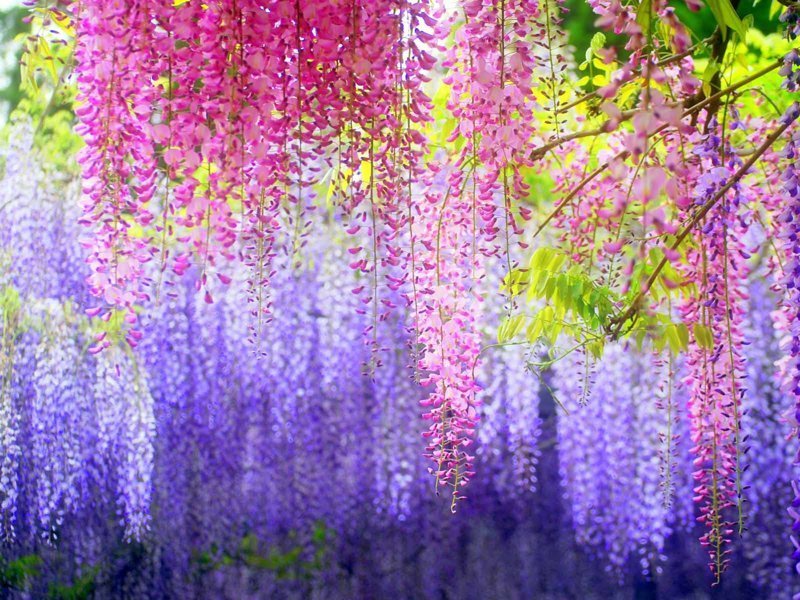    " ",     "Kawachi Fuji Garden".         10.000 . , , , ,  